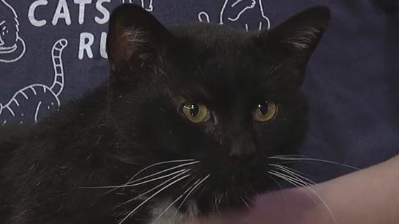 Meet Domino: Our Pet of the Day