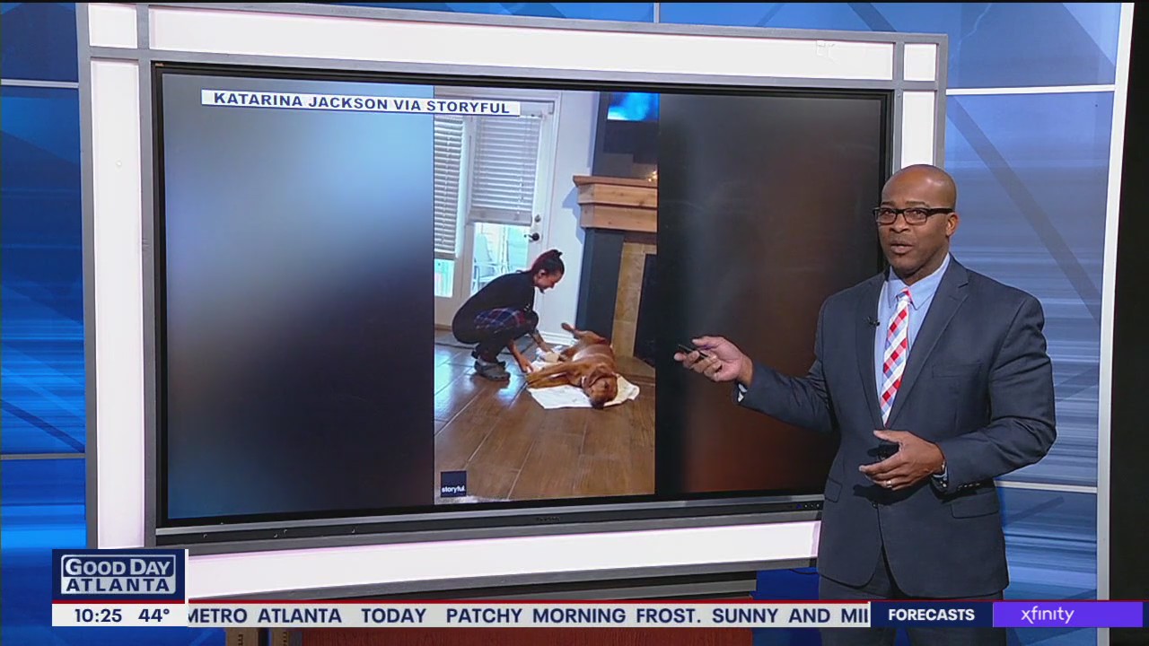 Woman teaches dog rainy-day trick