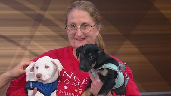 Meet Don Perignon and Paul Roger: Our Pets of the Day