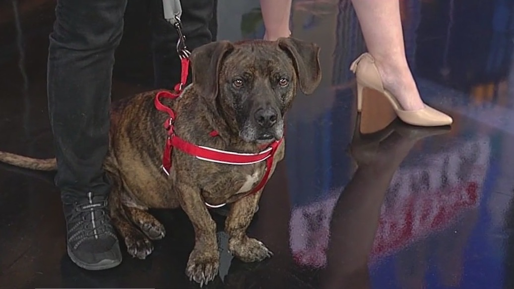 Meet Riley: Our Pet of the Day