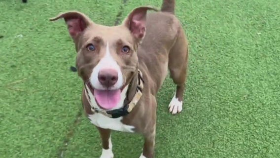 Meet Karin, Laverne, and Shirley: Our Pets of the Day