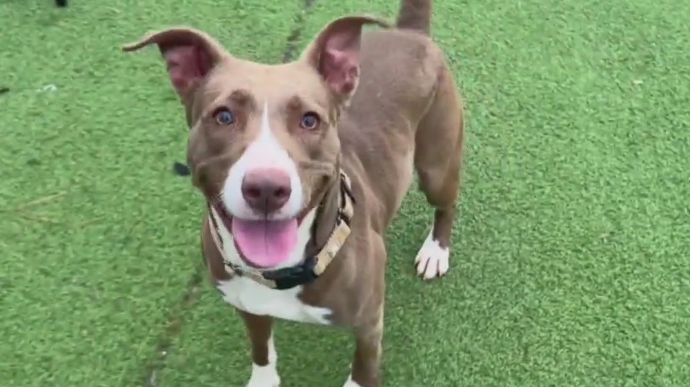 Meet Karin, Laverne, and Shirley: Our Pets of the Day