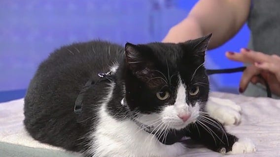 Meet Sylvester: Our Pet of the Day