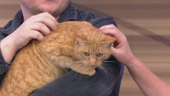 Meet Henna: Our Pet of the Day