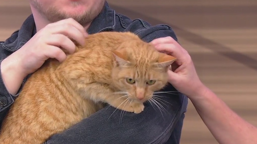 Meet Henna: Our Pet of the Day