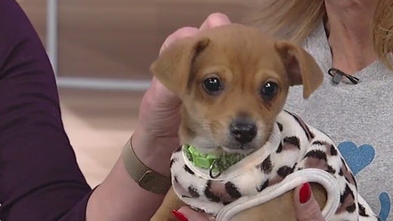 Meet Hops: Our Pet of the Day