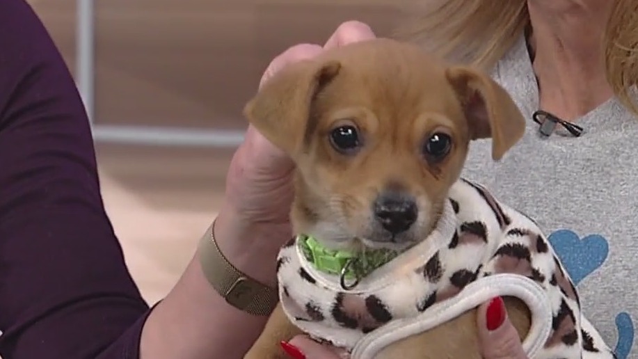 Meet Hops: Our Pet of the Day