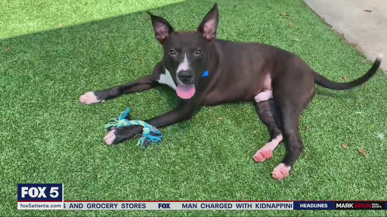 Pet of the Day from the Humane Society of Northeast Georgia