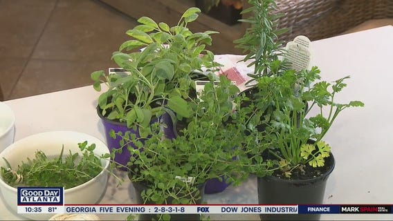 Labor Day recipe ideas using herbs in your garden