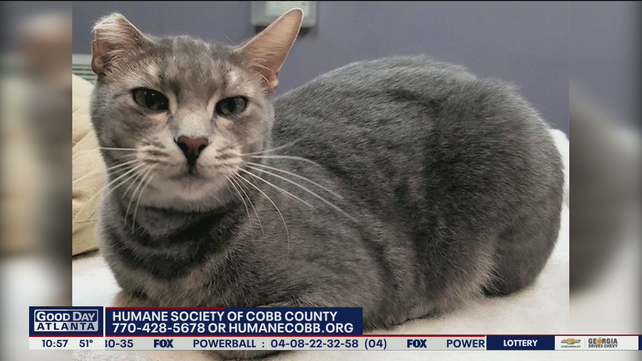 Pet of the Day from the Humane Society of Cobb County