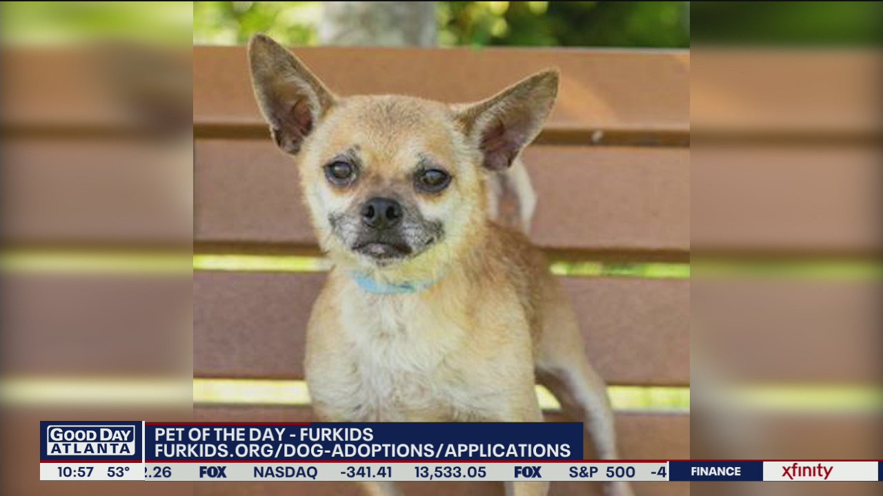 Pet of the Day with Furkids Animal Rescue & Shelters