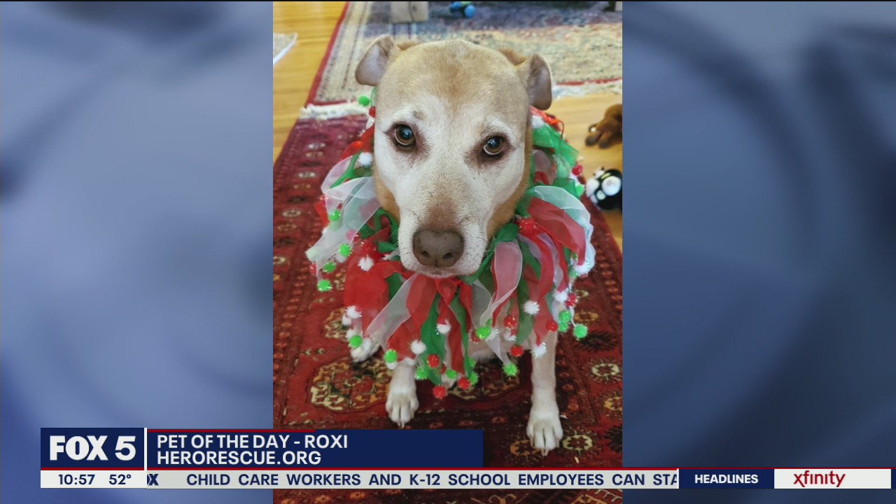 Pet of the Day with Hero Dog Rescue