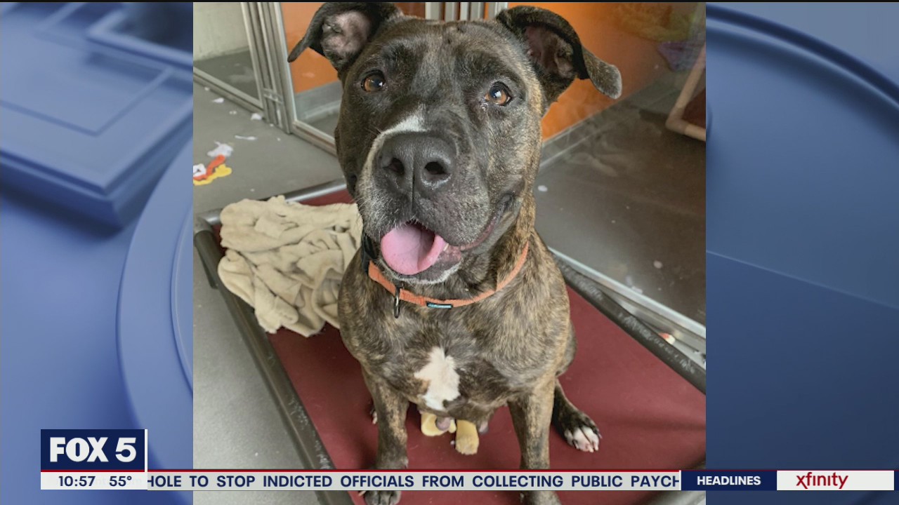 Pet of the Day from Best Friends Animal Society