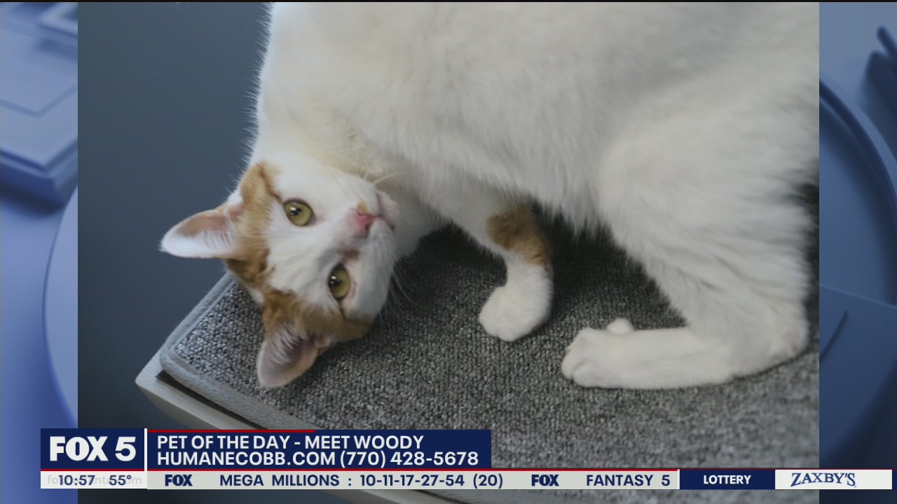 Pet of the Day from the Humane Society of Cobb County