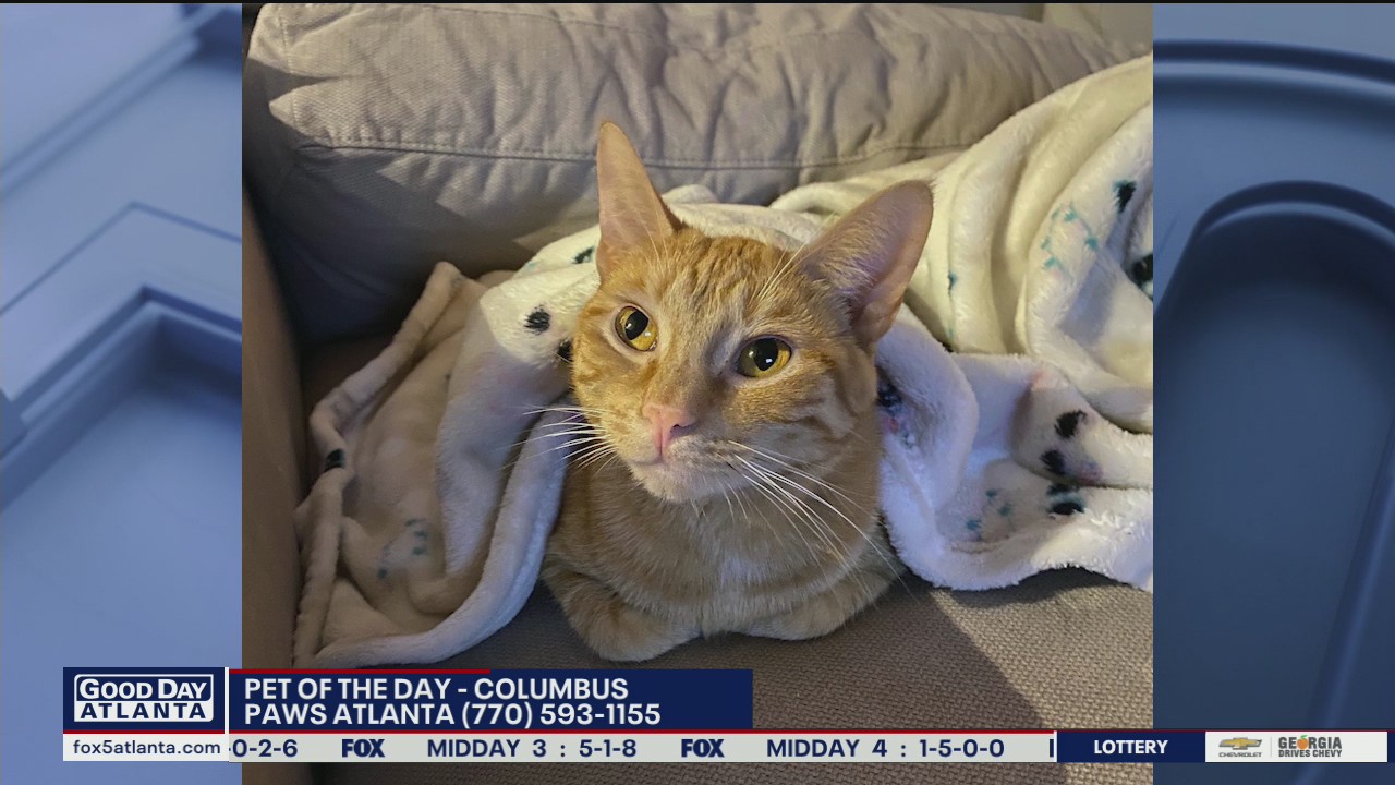 Pet of the Day from PAWS Atlanta