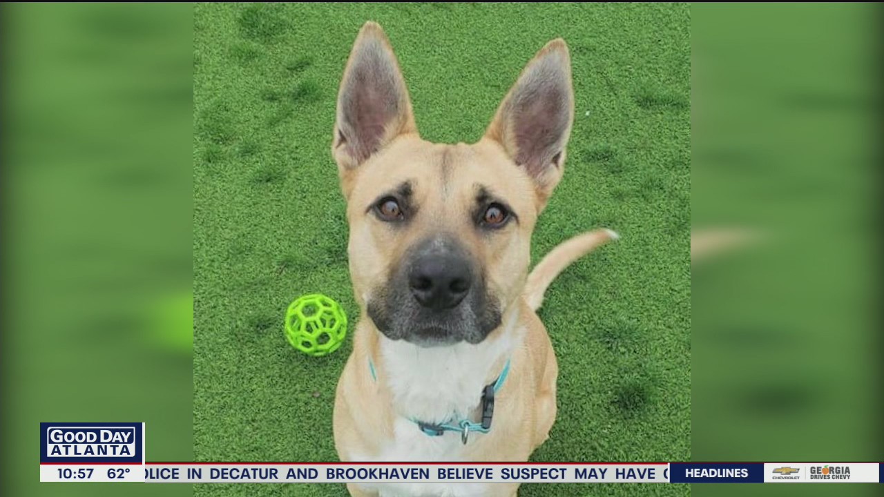 Pet of the Day from the Humane Society of Northeast Georgia