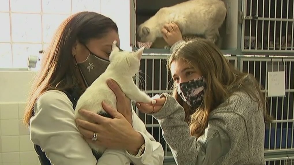 Westchester pet adoptions