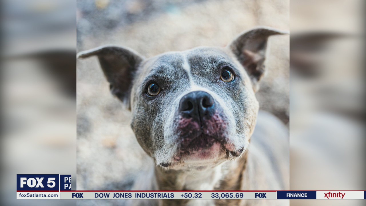 Pet of the day from PAWS Atlanta