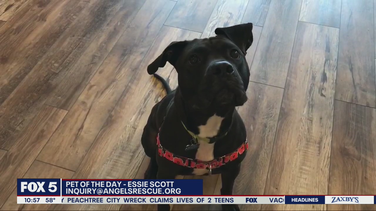 Pet of the day from Angels Among Us