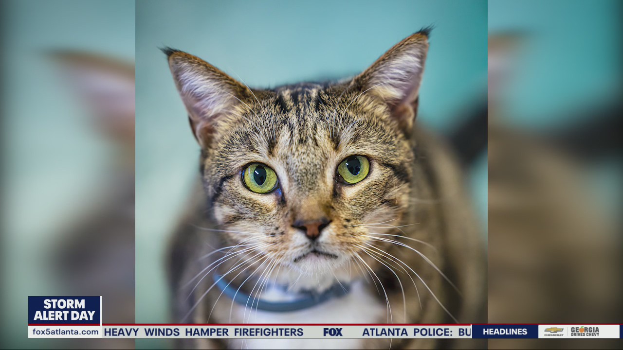 Pet of the Day from PAWS Atlanta