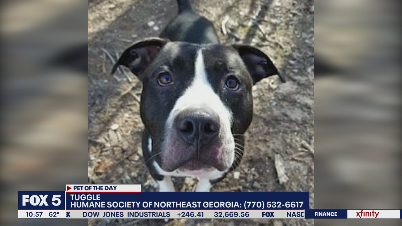Pet of the Day from the Humane Society of Northeast Georgia