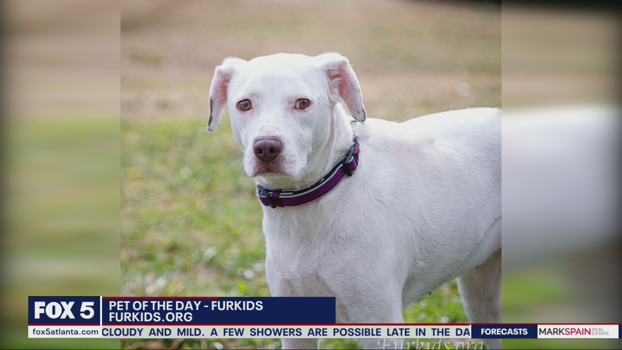 Pets of the day from FurKids