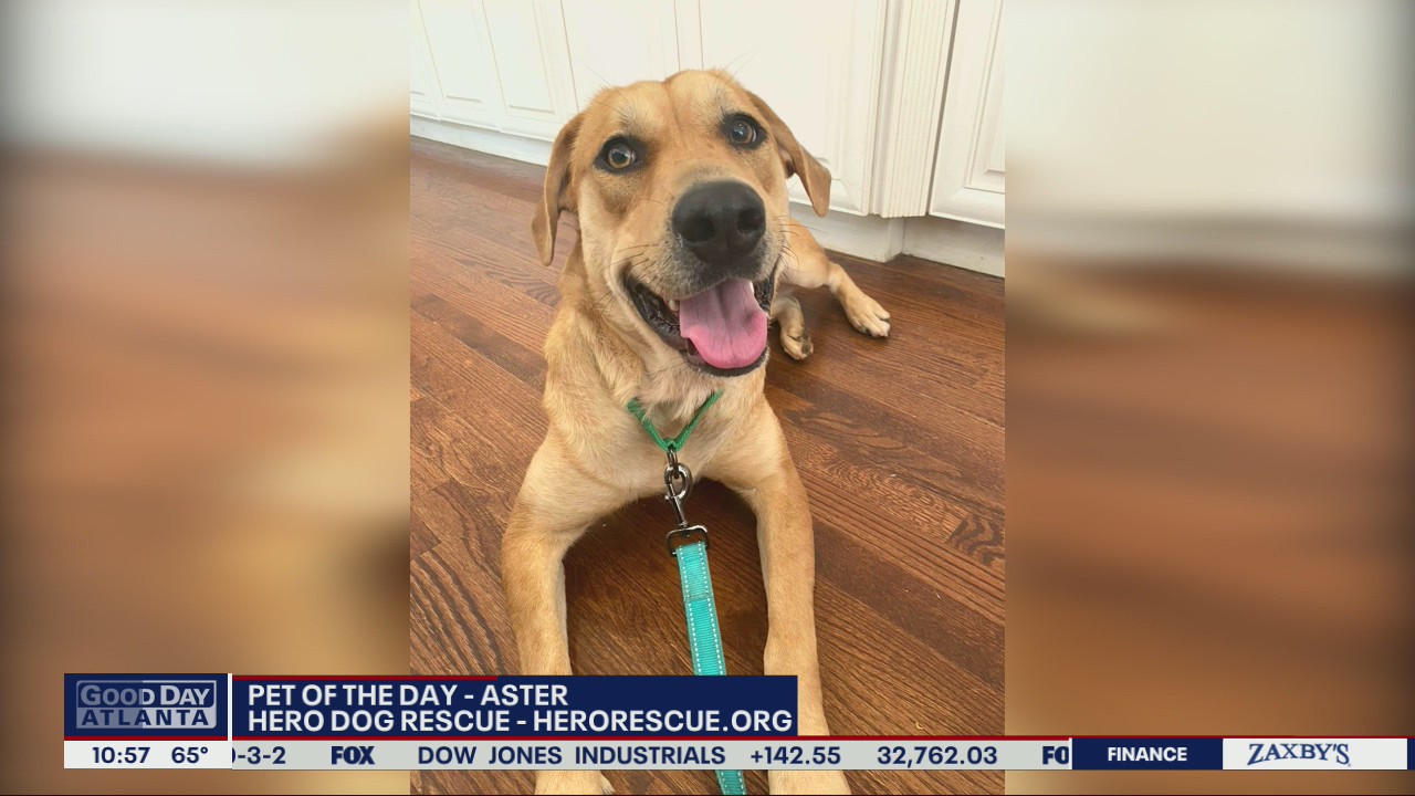 Pet of the Day from Hero Dog Rescue