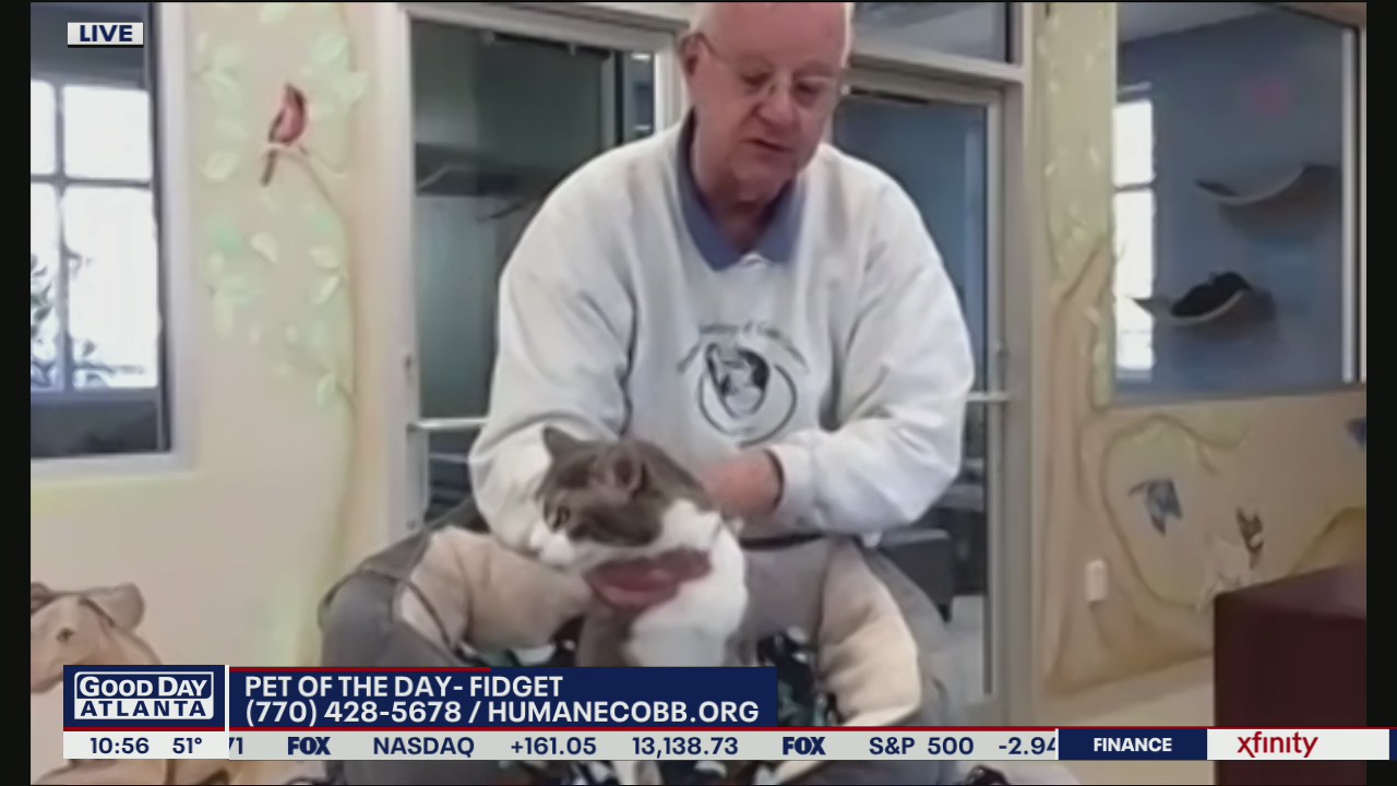 Pet of the Day from the Humane Society of Cobb County