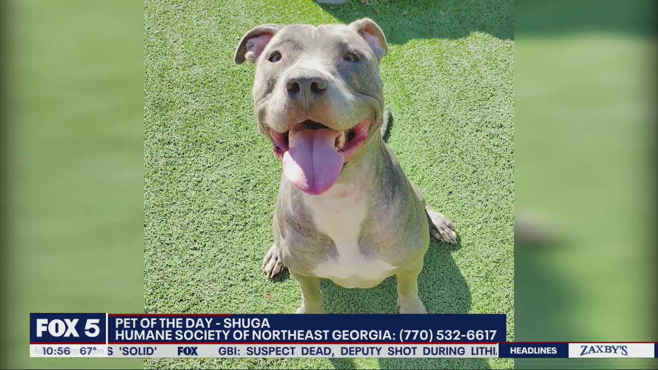 Pet of the day from the Humane Society of Northeast Georgia:
