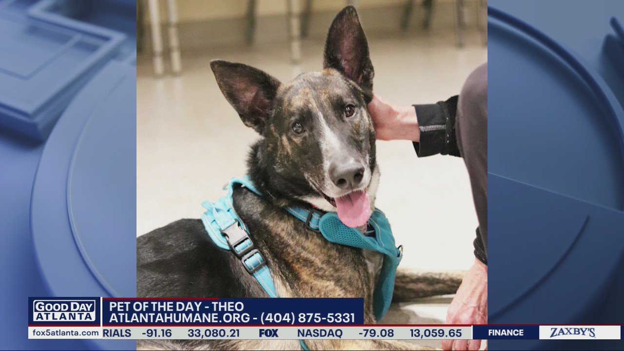 Pet of the day from the Atlanta Humane Society