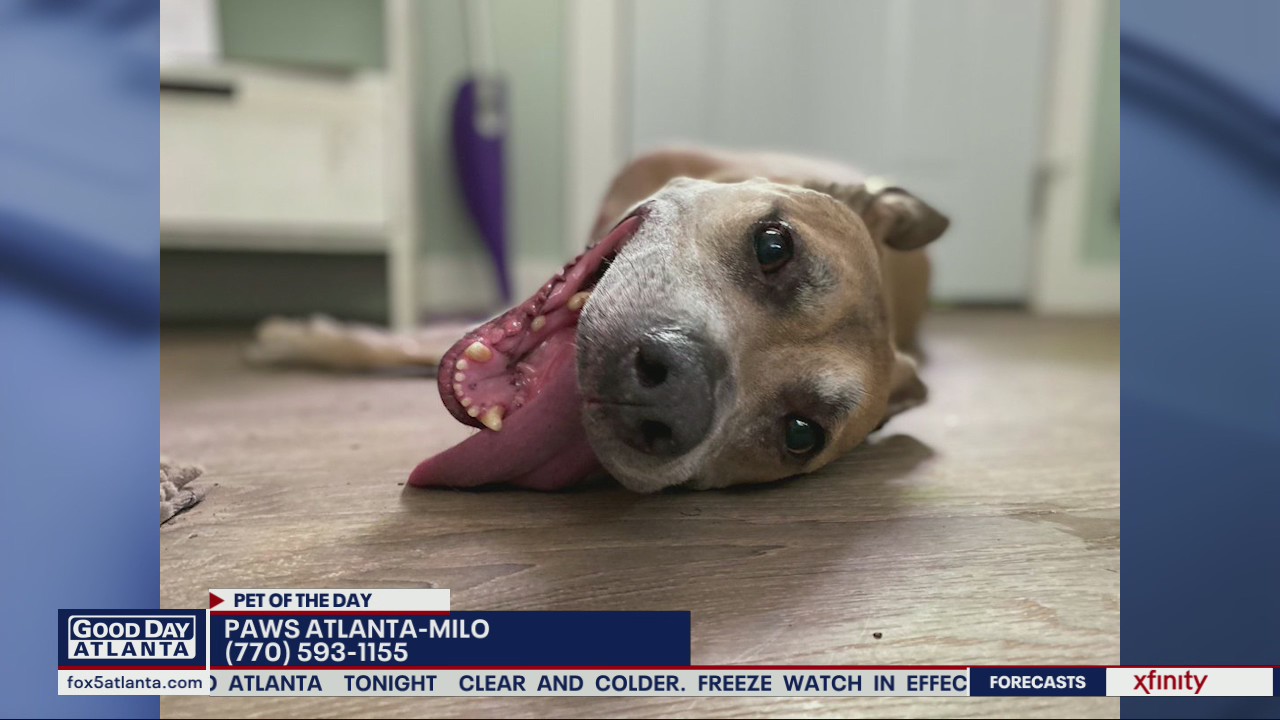 Pet of the Day from PAWS Atlanta