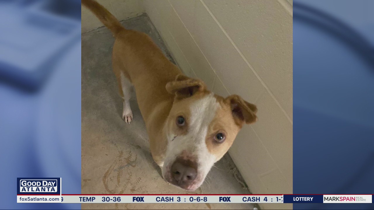 Pet of the Day from Best Friends Animal Society