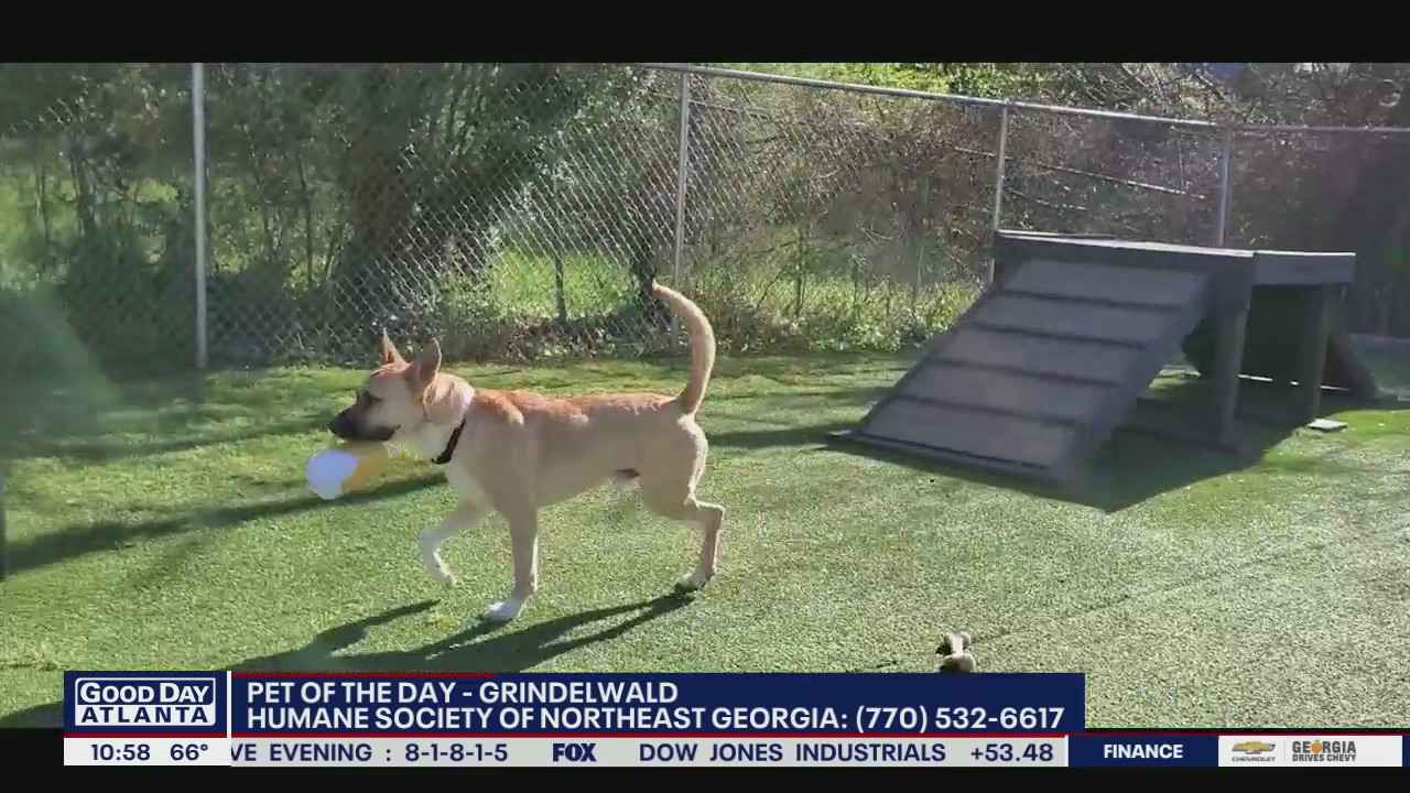 Pet of the Day from the Humane Society of Northeast Georgia