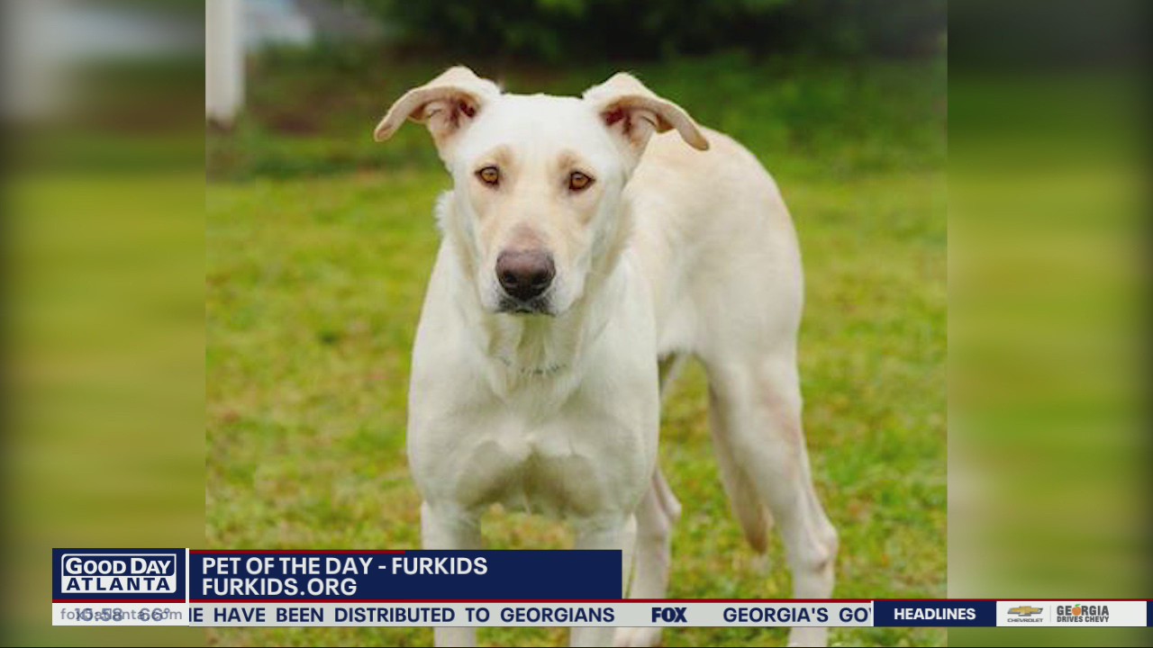 Pets of the Day from Furkids Animal Rescue