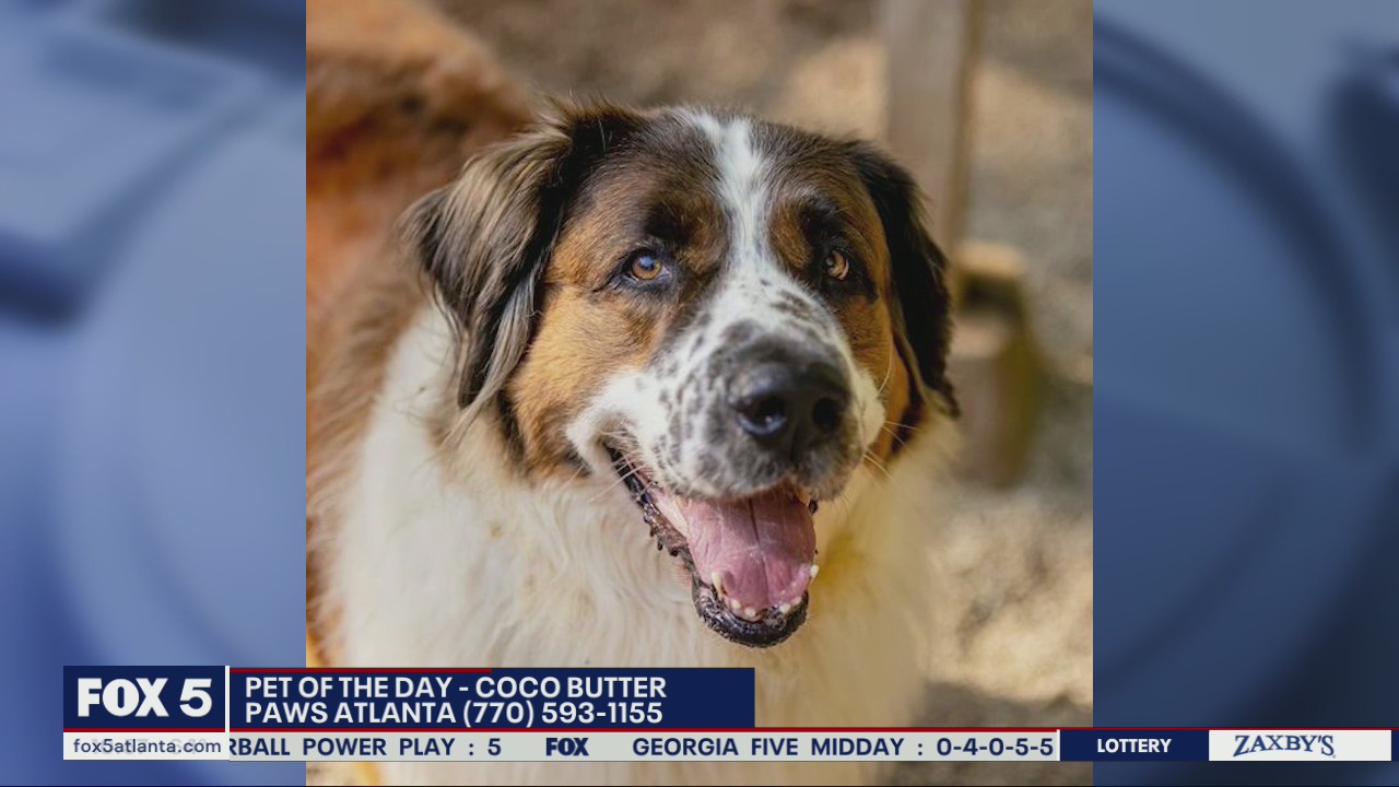 Pet of the Day from PAWS Atlanta