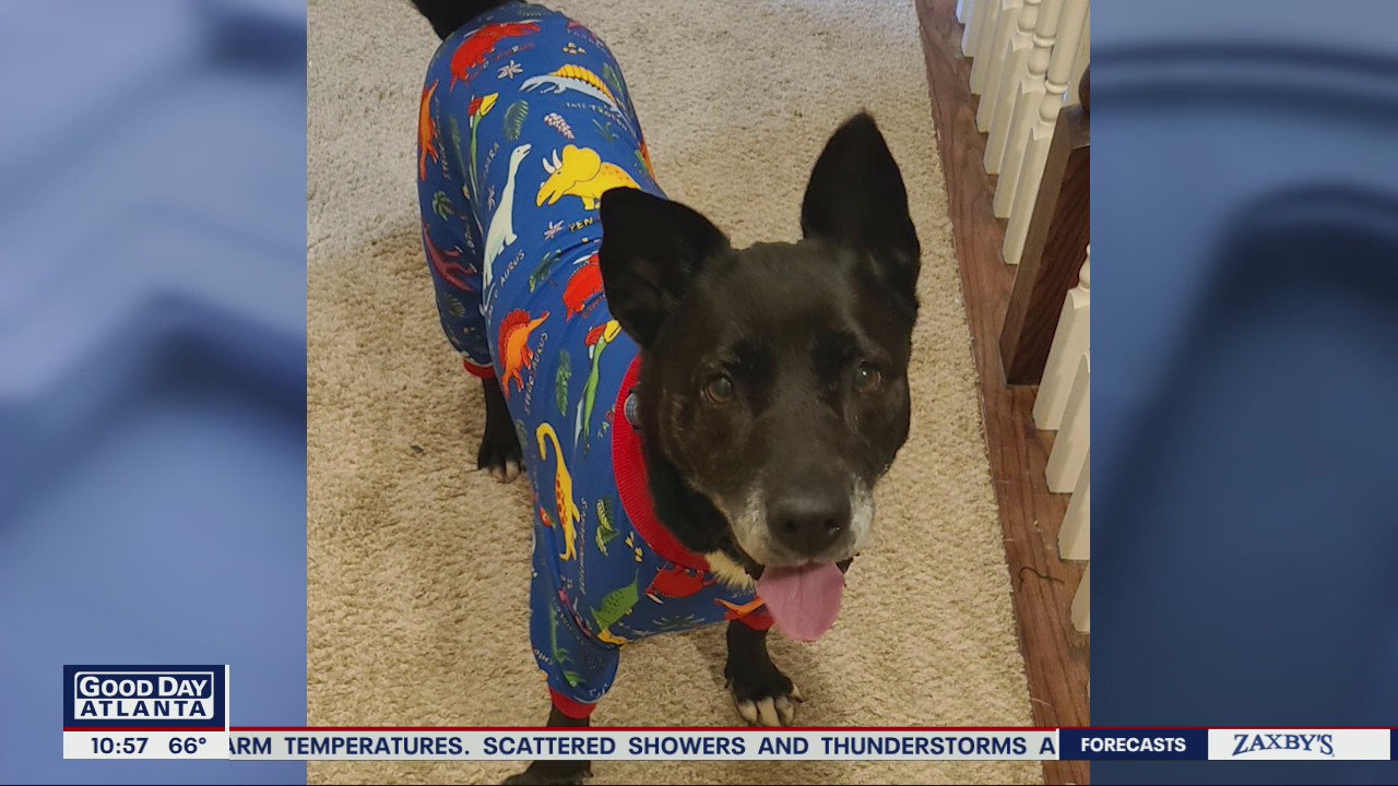 Pet of the day from Best Friends Pet Animal Society