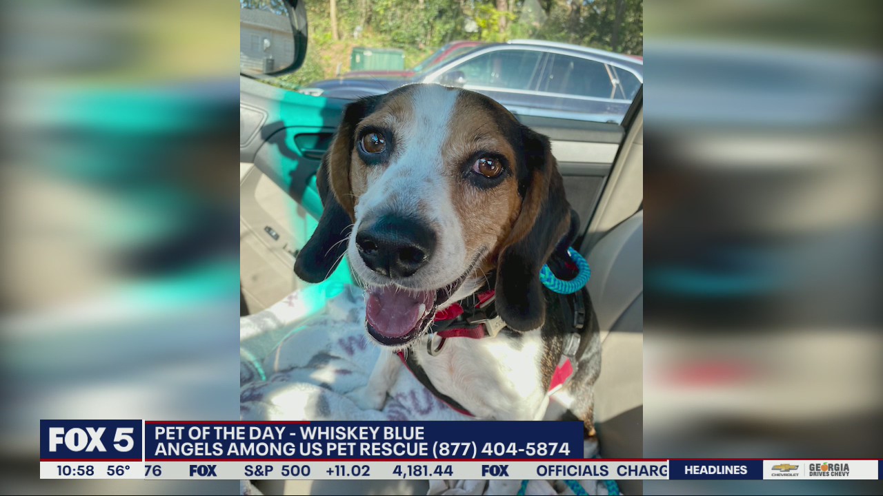 Pet of the Day from Angels Among Us Pet Rescue