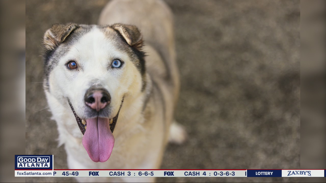 Pet of the Day from PAWS Atlanta