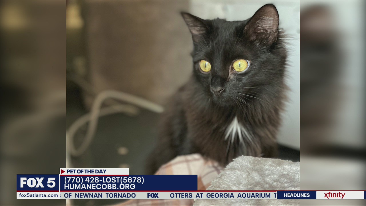 Pet of the Day from the Humane Society of Cobb County
