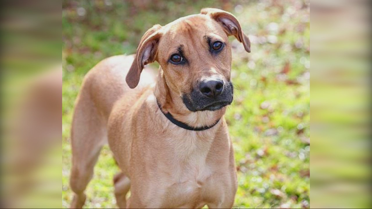 Pets of the day from FurKids