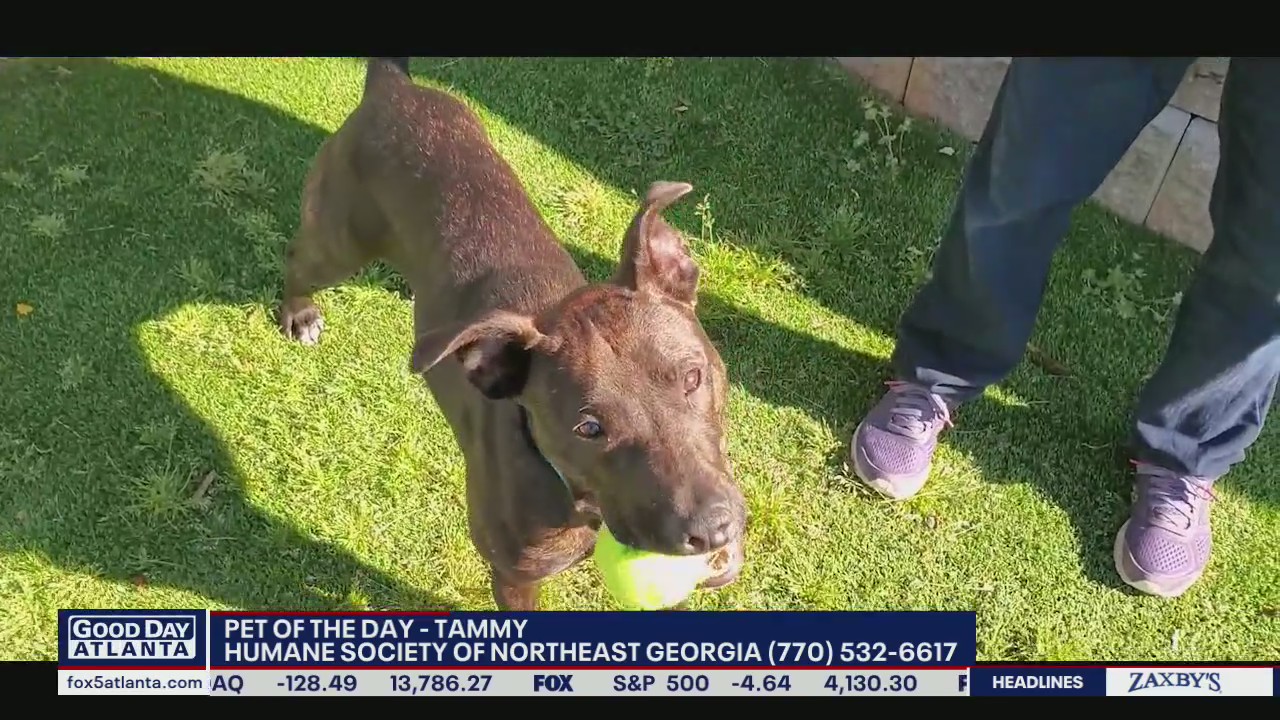 Pet of the Day from the Humane Society of Northeast Georgia