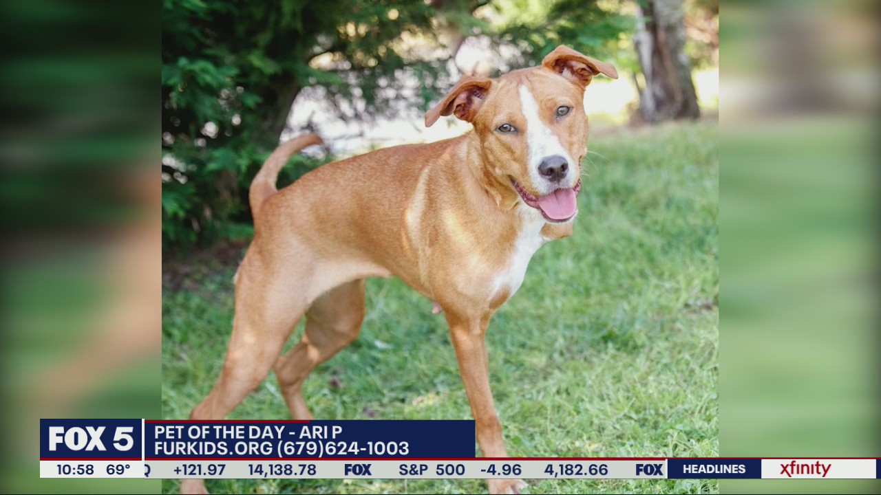 Pet of the Day from Furkids