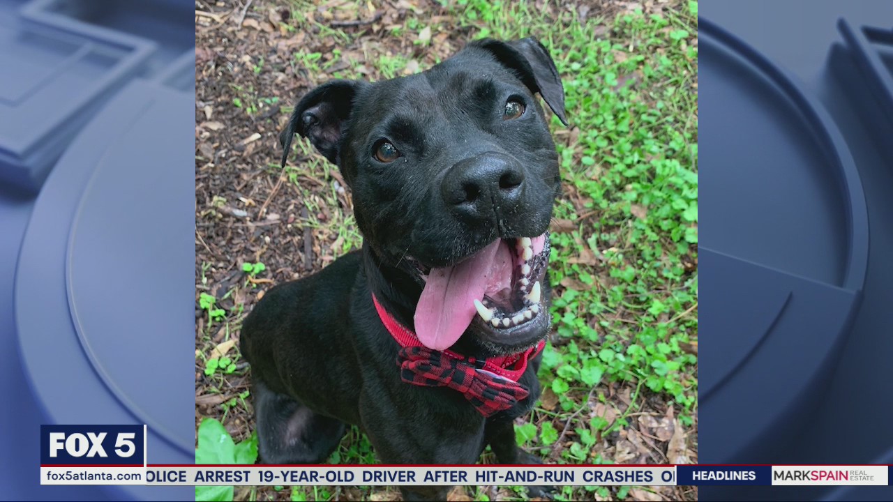 Pet of the Day from PAWS Atlanta