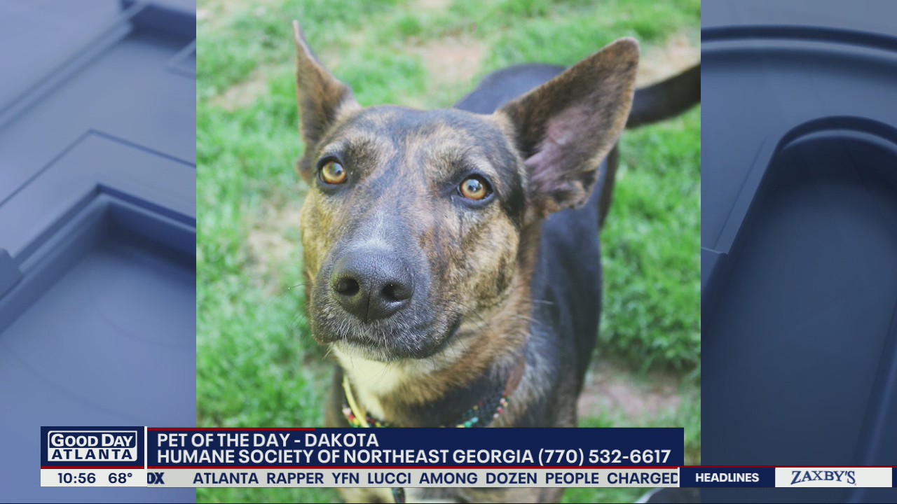 Pet of the day from the Humane Society of Northeast Georgia