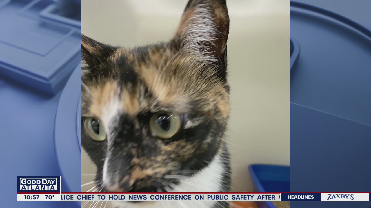 Pet of the Day from Furkids