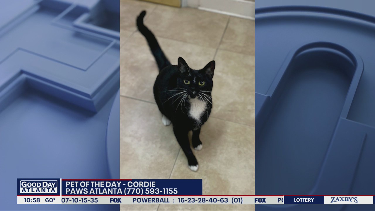 Pet of the Day from PAWS Atlanta