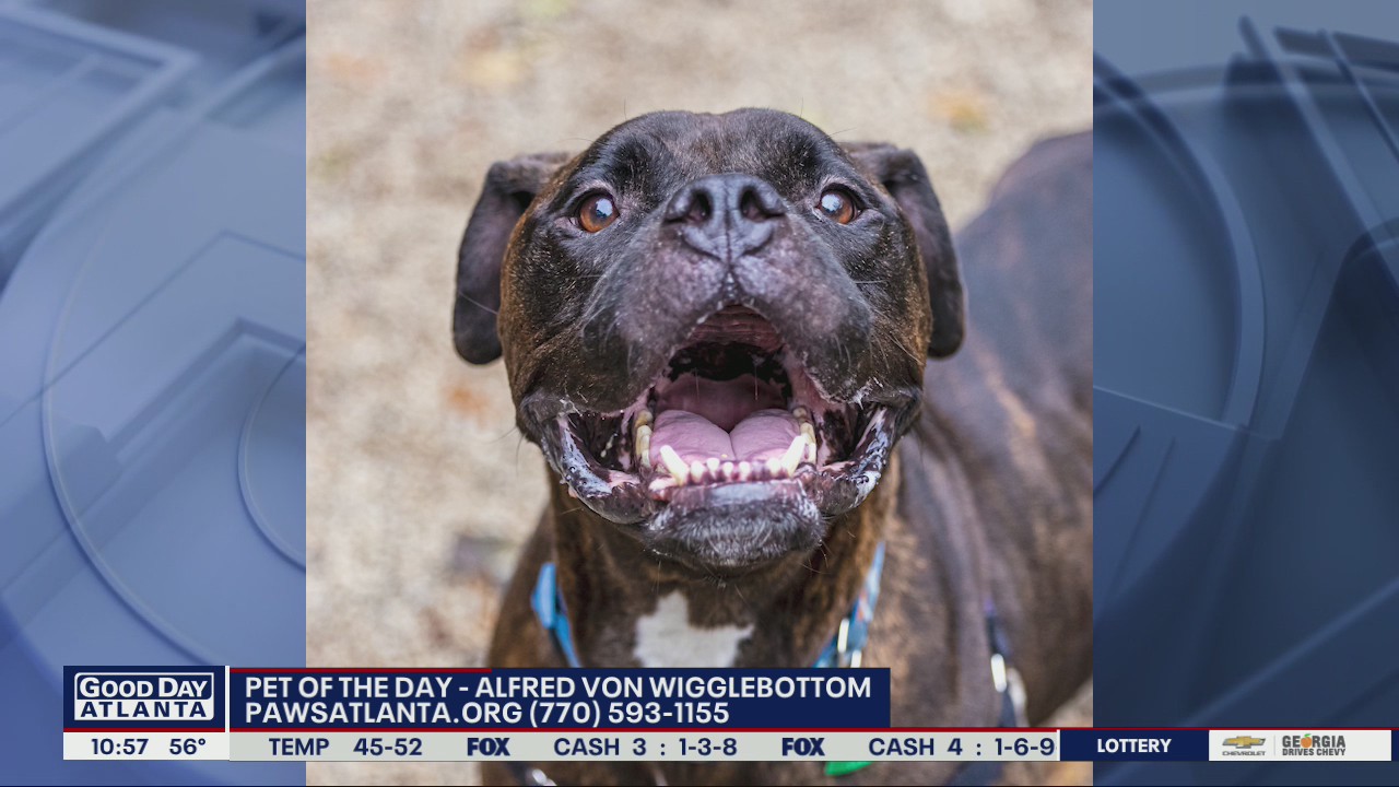 Pet of the day from PAWS Atlanta