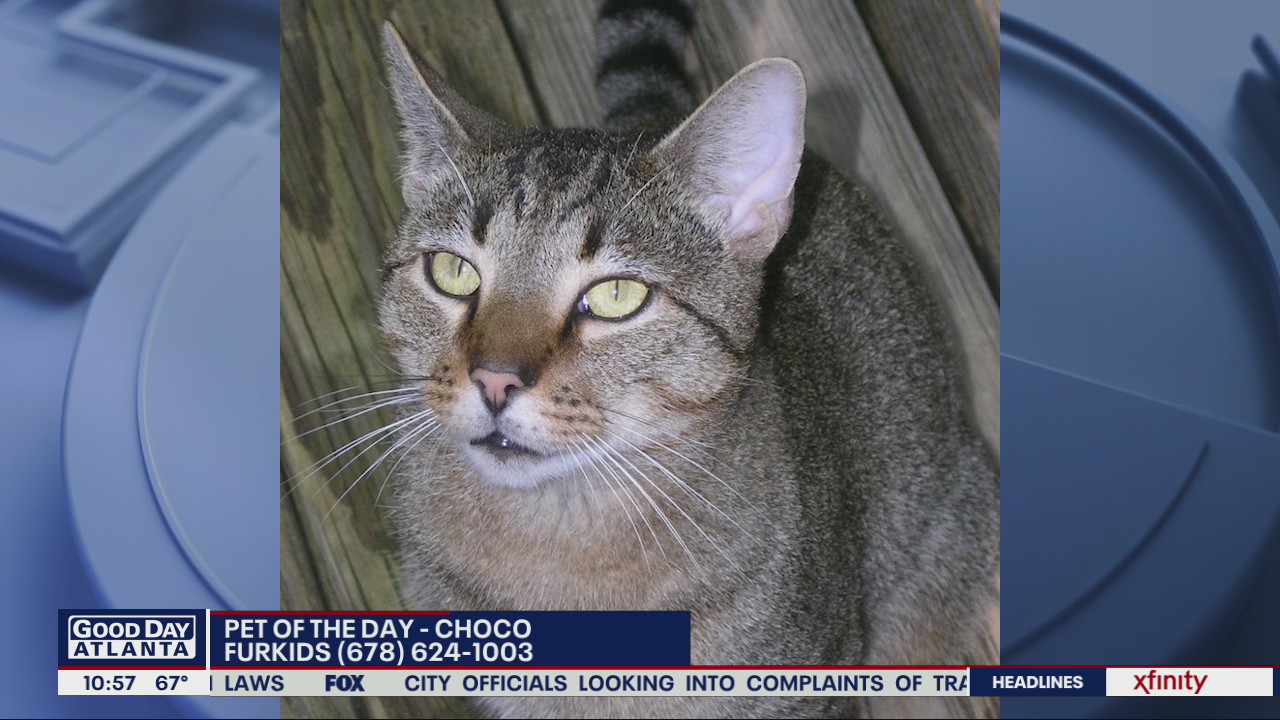 Pet of the Day from Furkids