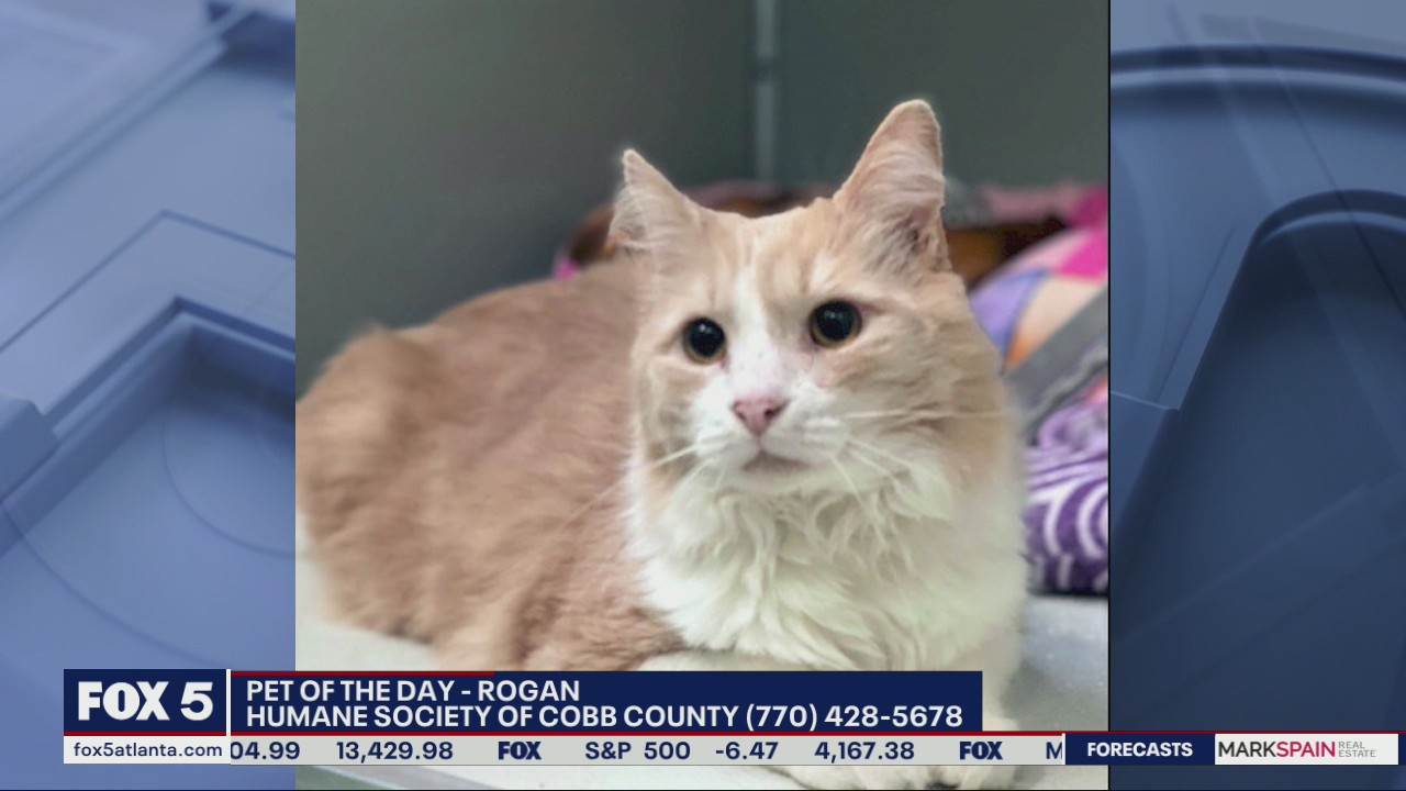 Pet of the Day with the Humane Society of Cobb County