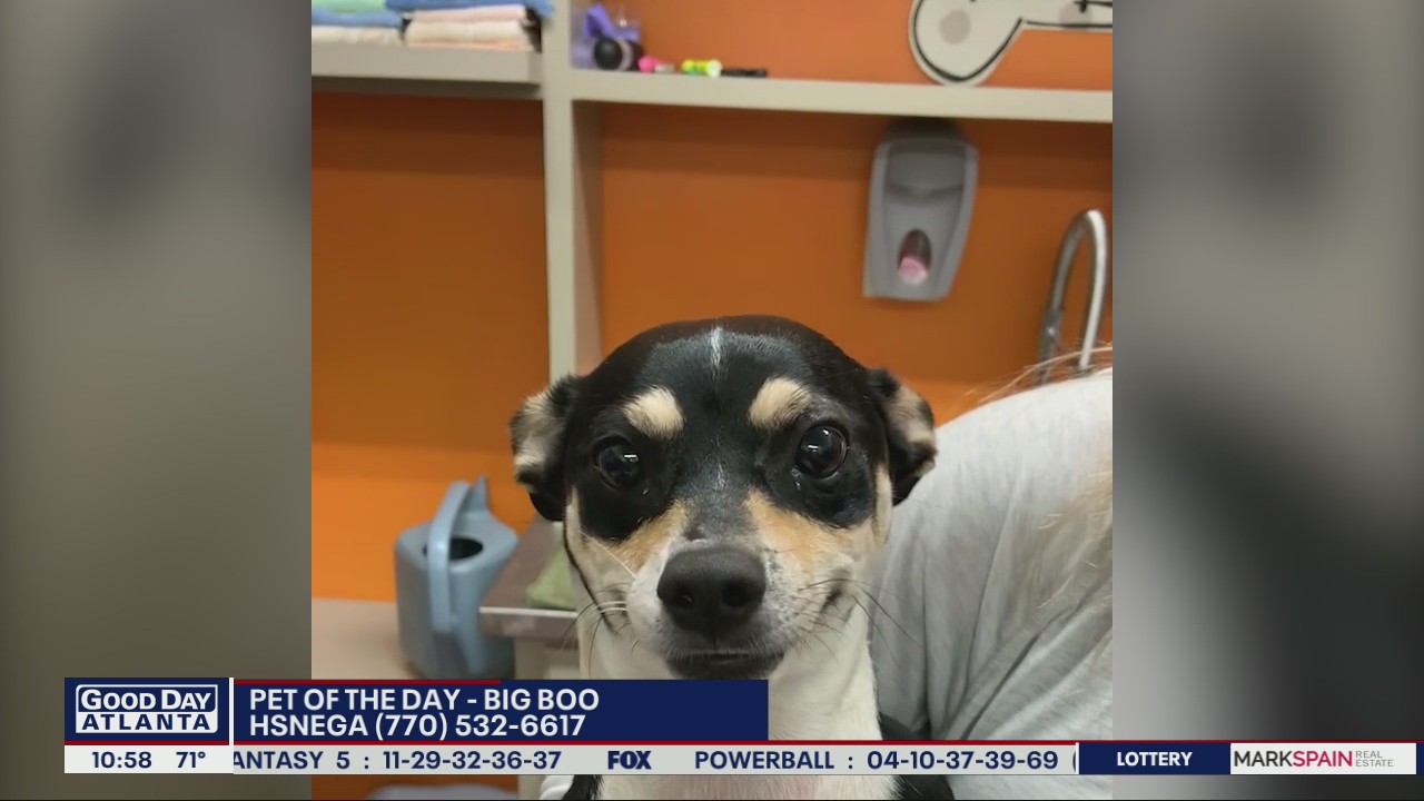 Pet of the Day from the Humane Society of Northeast Georgia